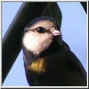 Parus caeruleus - Blaumeise 07.jpg
